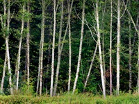 Alder trees line much of the lower Bella Coola River.