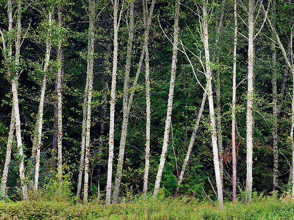 Alder trees line much of the lower Bella Coola River.