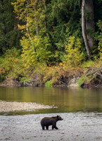 Traveling and searching for food brings bears out into the open.