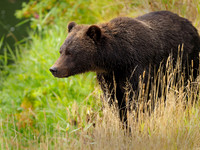 Bears concentrate along the valley for the seasonal arrival of salmon.