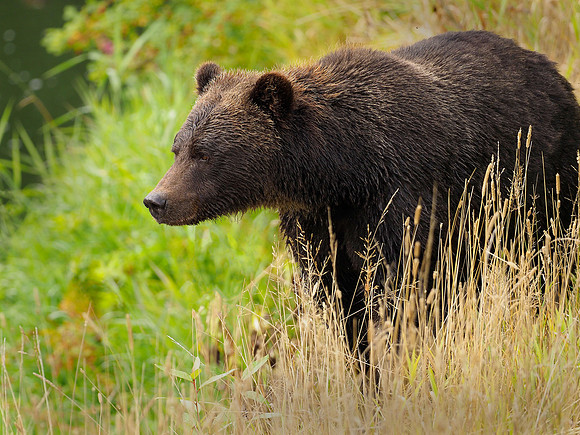 Bears concentrate along the valley for the seasonal arrival of salmon.
