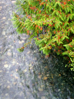 Cedar and current. The Nusatsum River is one of the lower Bella Coola Rivers largest tributaries.