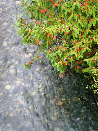 Cedar and current. The Nusatsum River is one of the lower Bella Coola Rivers largest tributaries.