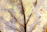 Cottonwood leaf adding to the cycle of life.