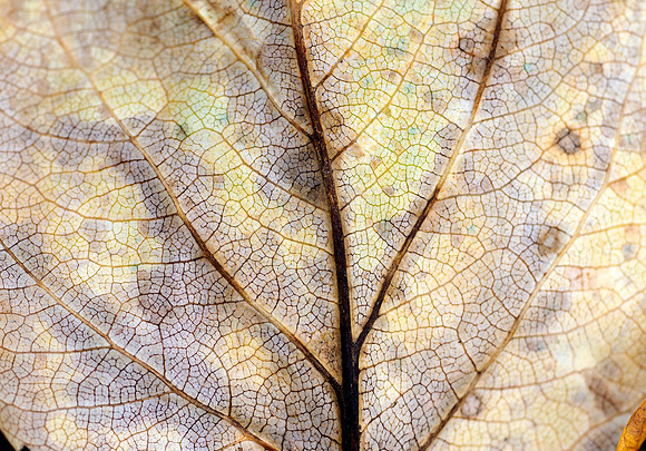 Cottonwood leaf adding to the cycle of life.