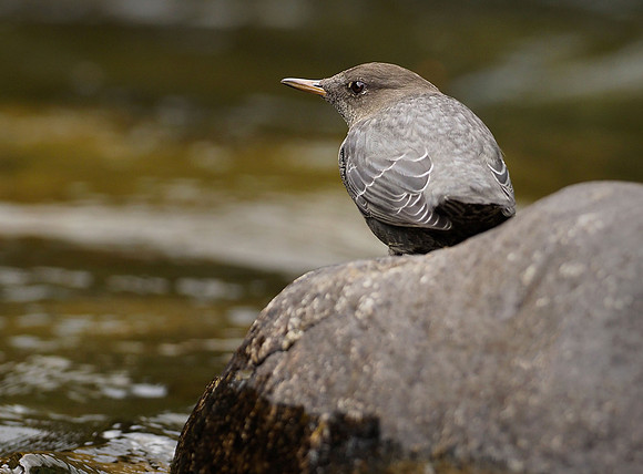 An American dipper takes a break from its aquatic feeding routine.