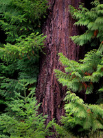 The forest embrace of red cedar and Douglas fir.