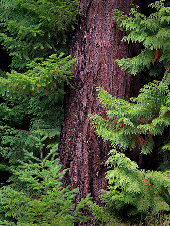 The forest embrace of red cedar and Douglas fir.