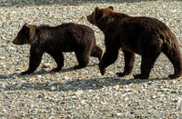 A mother and cub stroll to the river for an afternoon of foraging.