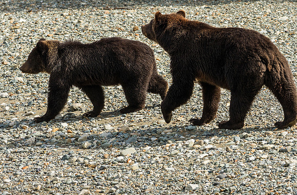 A mother and cub stroll to the river for an afternoon of foraging.