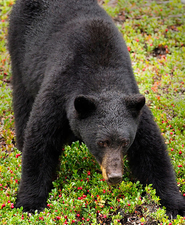 A black bear actively feeds on knnikinnick berries when not searching the river for salmon.