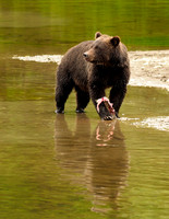 Even when feeding, grizzly bears are always alert.