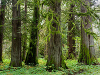 Remnant forests of colossal western red cedar can still be experienced in the valley.
