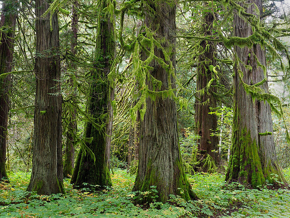 Remnant forests of colossal western red cedar can still be experienced in the valley.