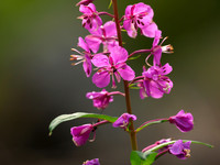 Last of the fireweed in bloom.