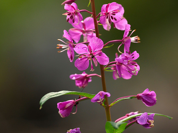 Last of the fireweed in bloom.