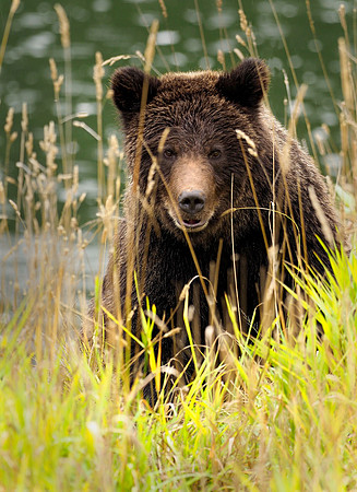 A yearling grizzly travels along the Atnarko River.
