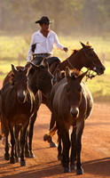 Pantanal, Brazil