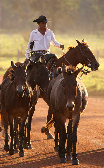 Pantanal, Brazil