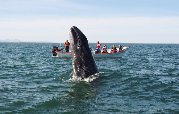 Gray Whale Surfacing, Mexico