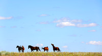 Horses and Sky, Montana