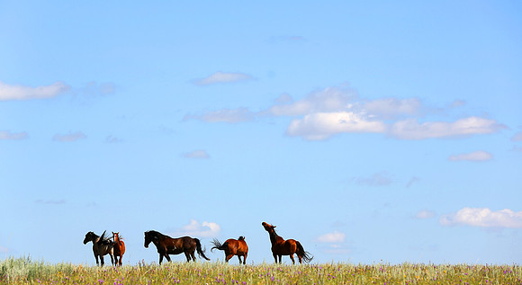 Horses and Sky, Montana