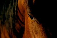 Trail Horse, Alaska