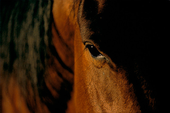 Trail Horse, Alaska