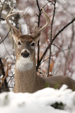 Back Yard Buck