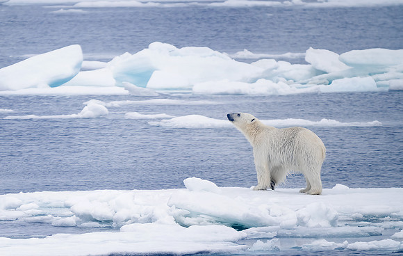 Polar Bear Hinting on Sea Ice
