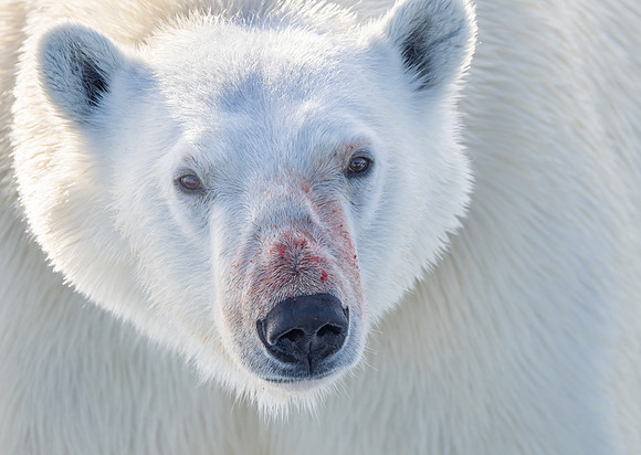Polar Bear Portrait