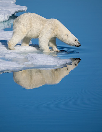 Polar Bear Entering the Water