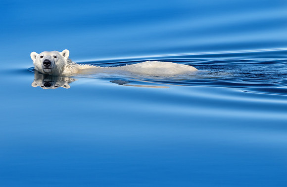 Swimming Polar Bear