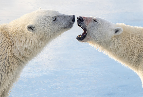 When Polar Bears Meet UP