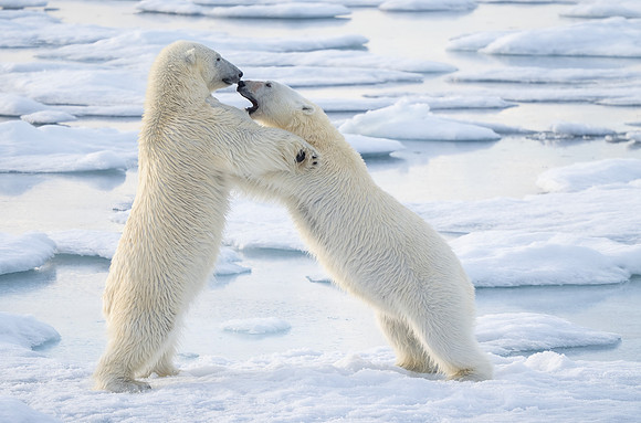 friendly Sparring Between Polar Bears