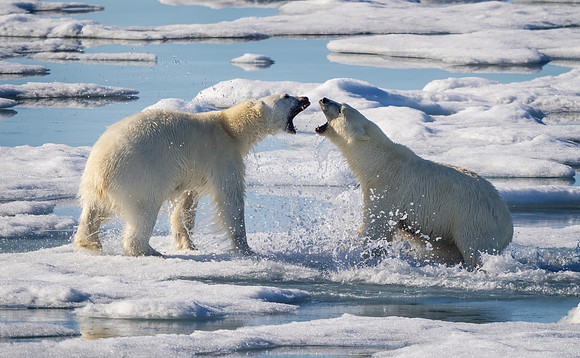 Polar Bears Fighting on Ice
