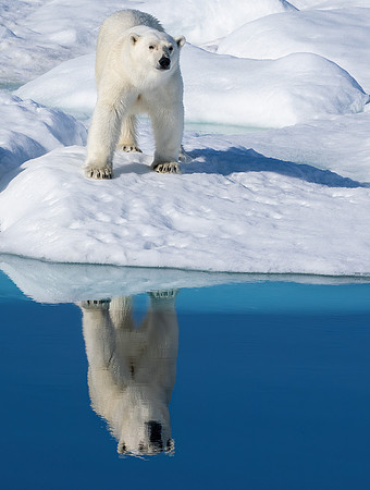 Polar Bear Reflection