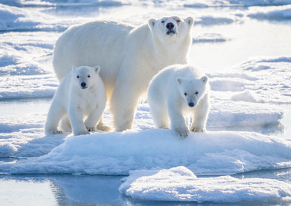 Polar Bear Mother and Cubs