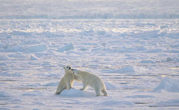 Polar Bears Sparring on Pack ice