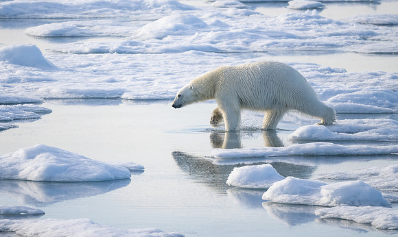 Polar Bear Hunting on Sea Ice