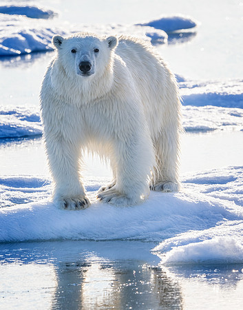 Polar Bear Standing on Pack Ice