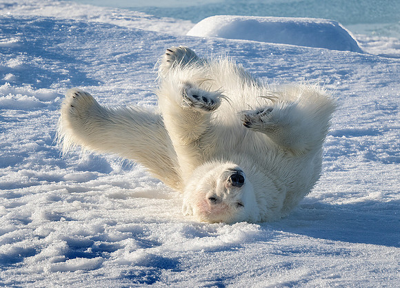 Polar Bear Rolling Around on Pack Ice
