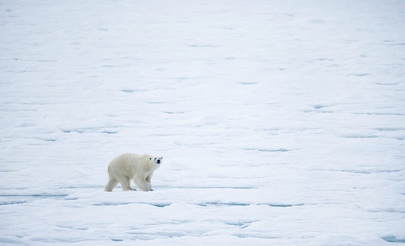 Polar Bear Hunting on Pack Ice