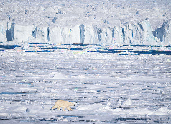 Polar Bear and Glacier