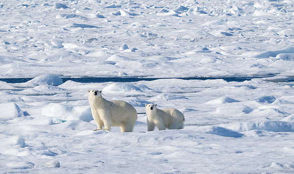 Mother and Cub Polar Bear Traveling on Sea Ice