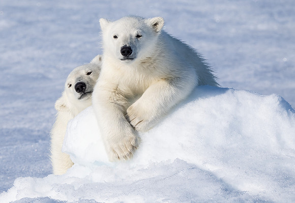 Polar Bear Cubs, close up 2