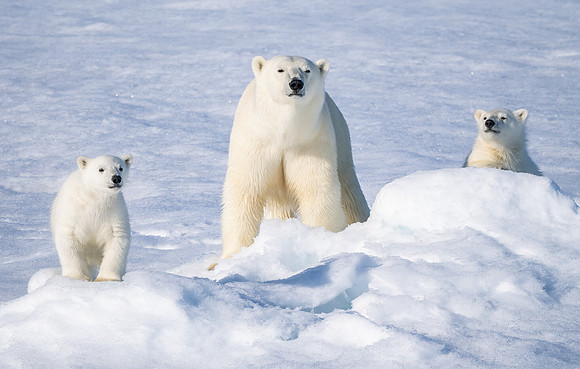 Polar Bear Mother and Cubs