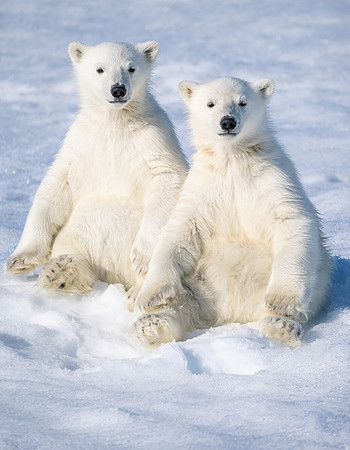 Polar Bear Cubs, close up.