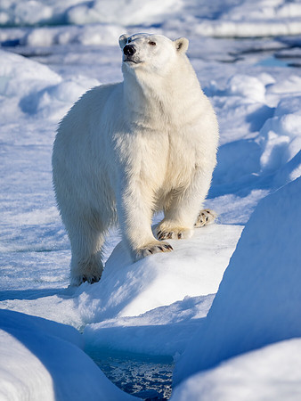 Polar Bear, Sniffing the Air
