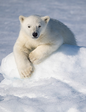 Resting Polar Bear Cub